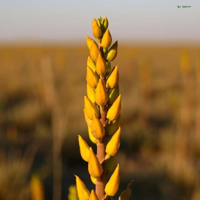 Pigeon pea (Cajanus cajan)