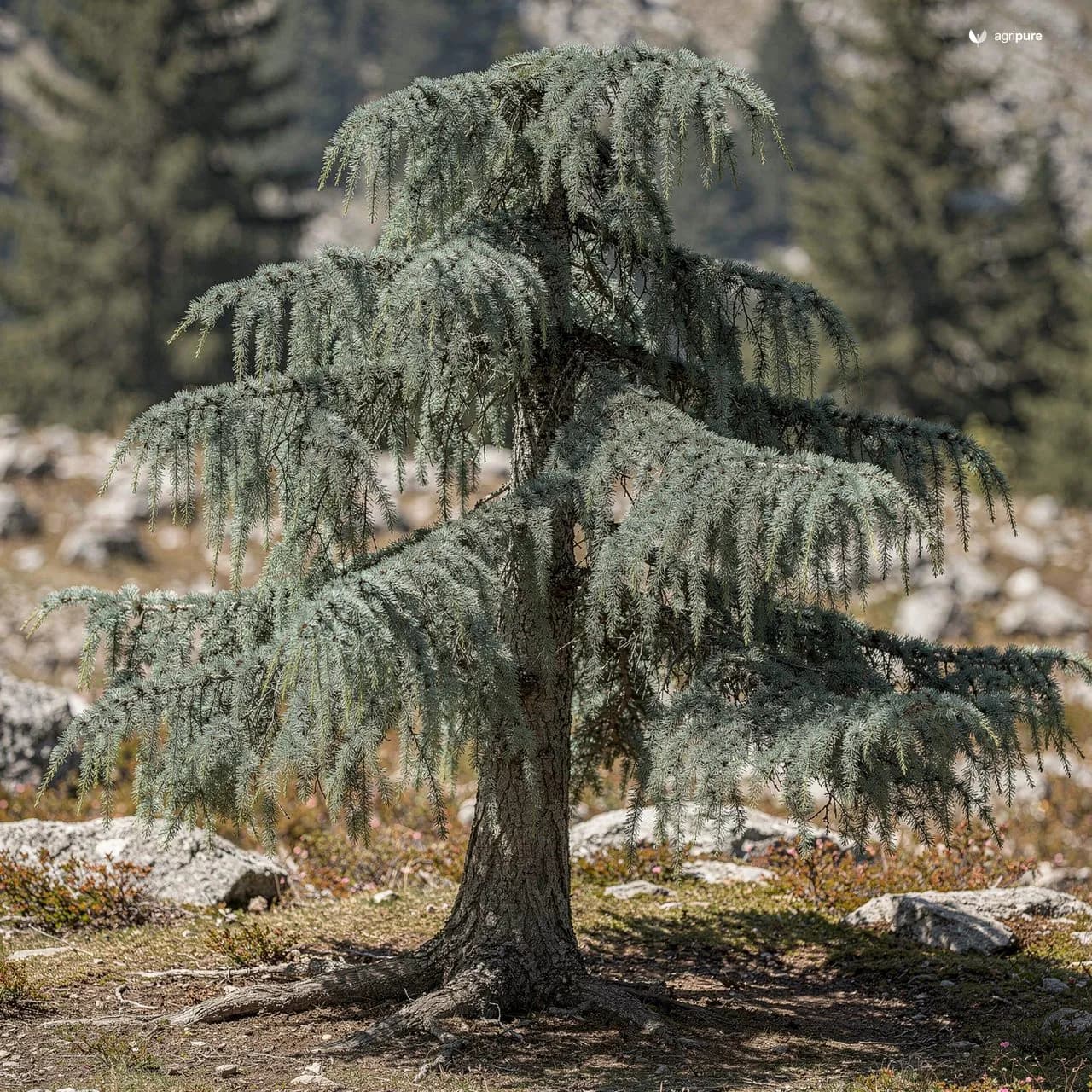 Deodar Cedar (Cedrus deodara)