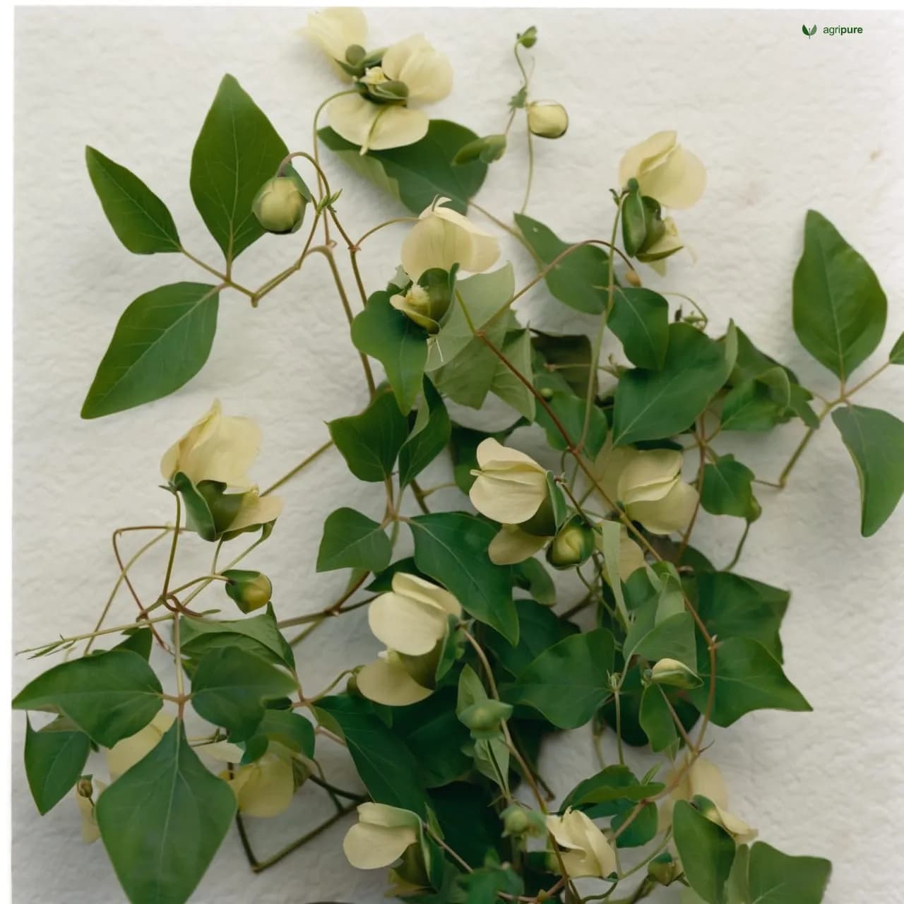 Pioneer Caralluma (Caralluma edulis)