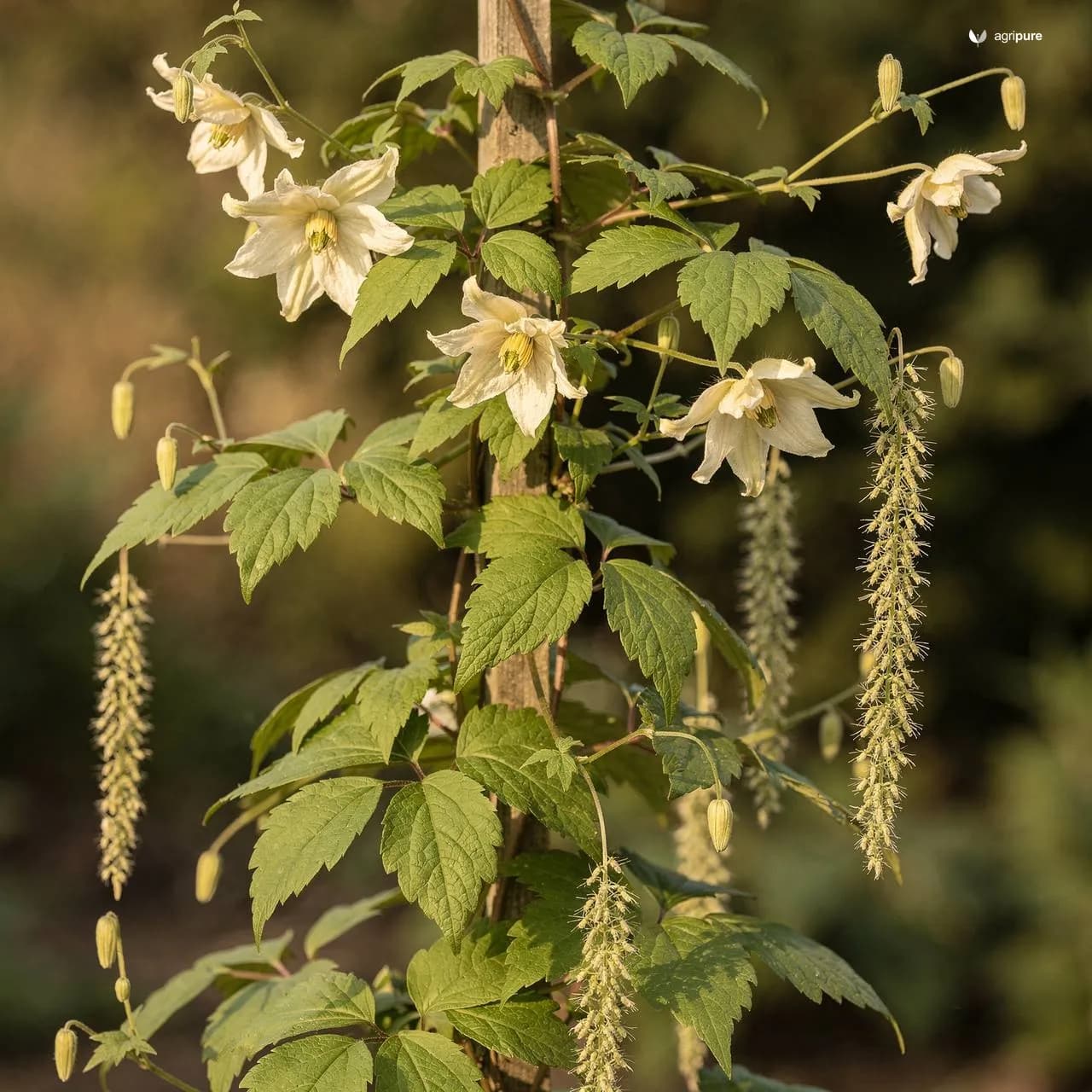 Tanner’s Cassia (Senna auriculata)