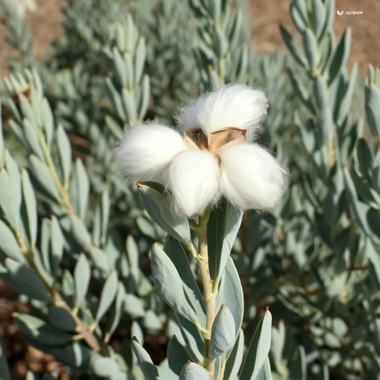 Desert Cotton (Aerva javanica)
