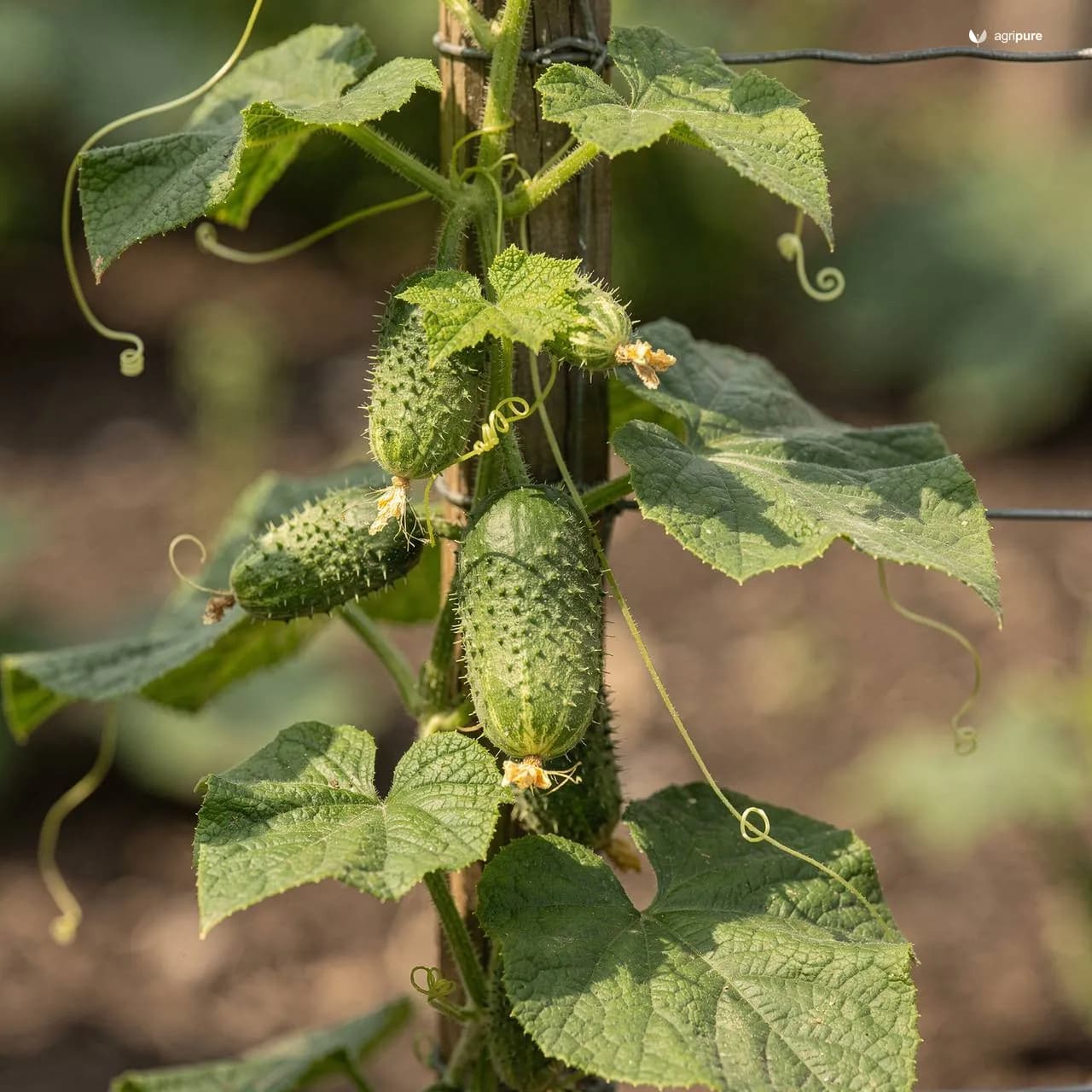 Watermelon (Citrullus lanatus)