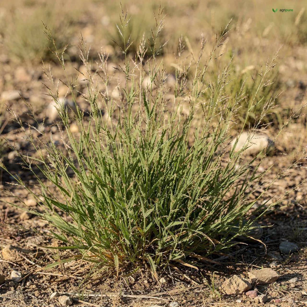 Ringed Dichanthium (Dichanthium annulatum)
