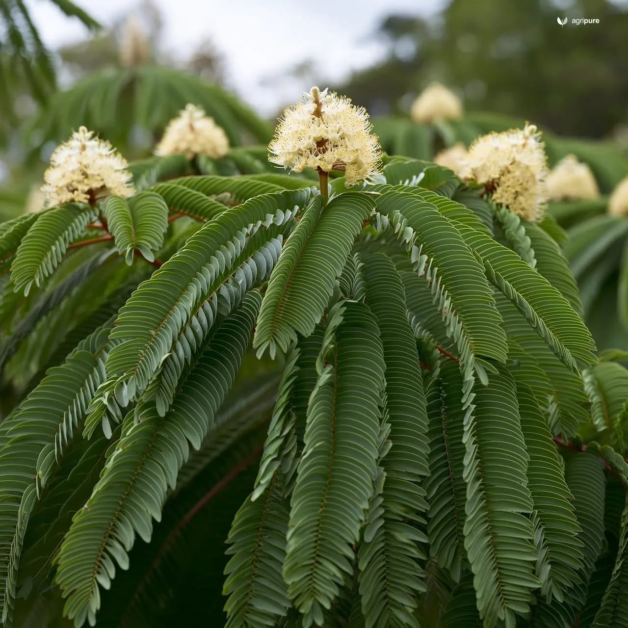 Siris (Albizia lebbeck)