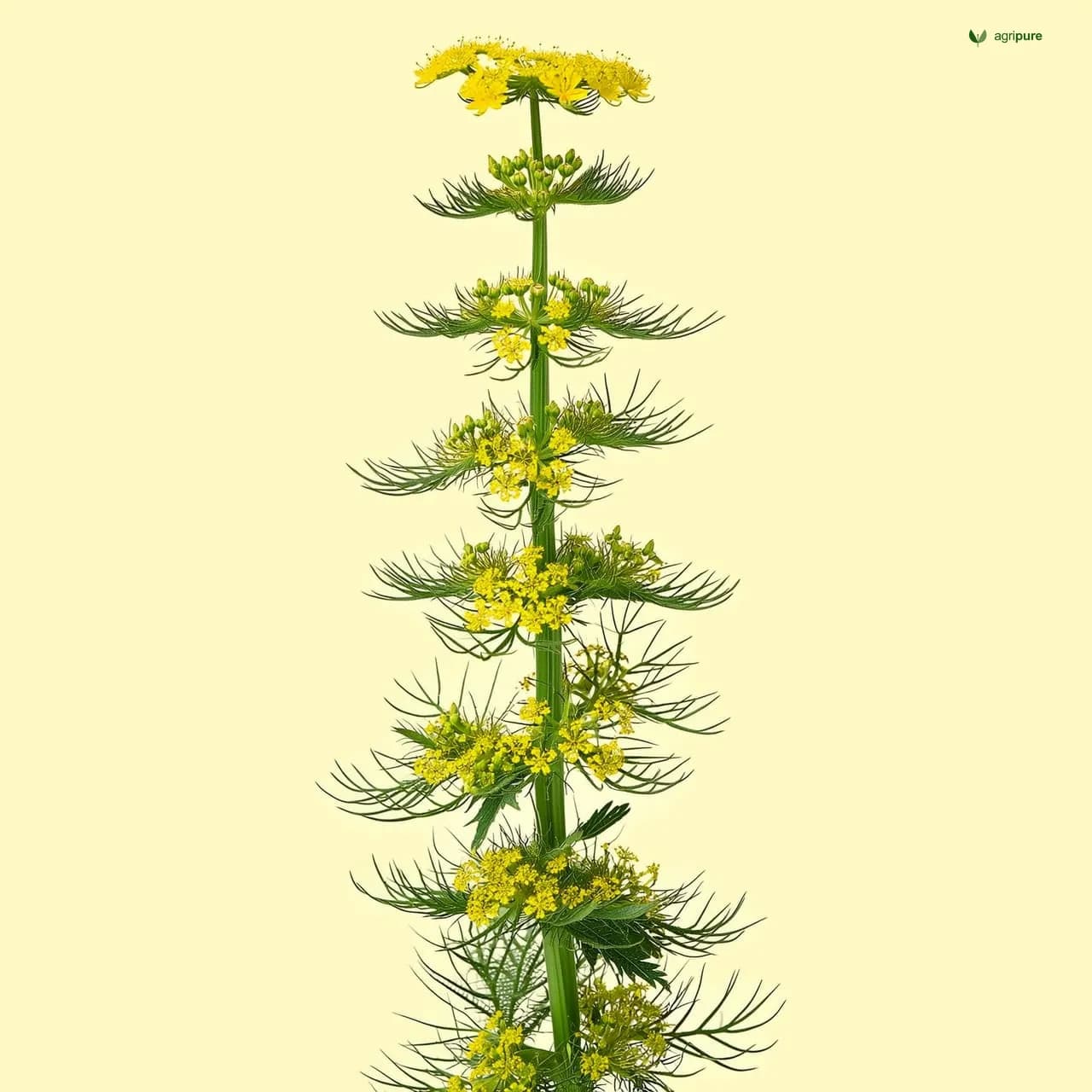 crotalaria-juncea