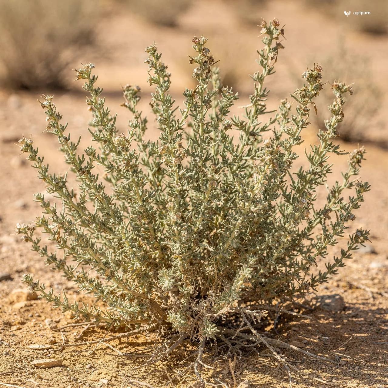 Stocks' Saltwort (Haloxylon stocksii)