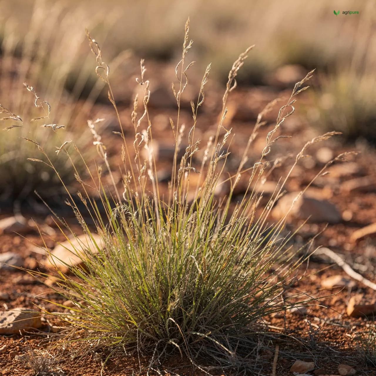Lemongrass (Cymbopogon citratus)