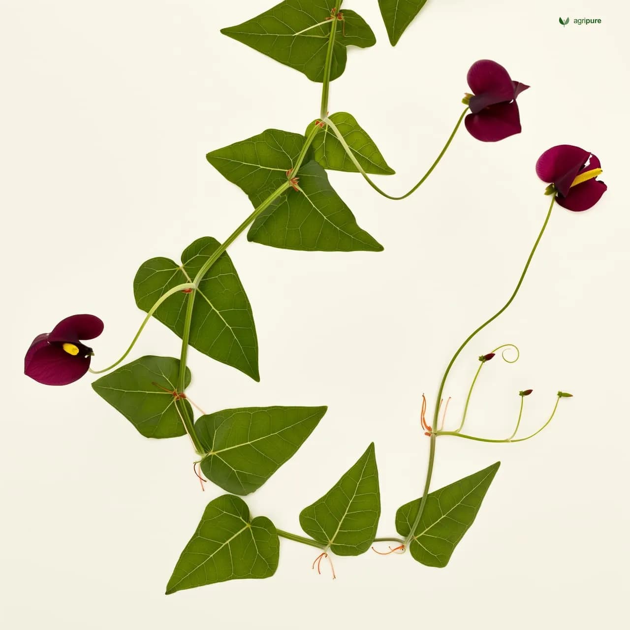 falsa-grewia-asiatica