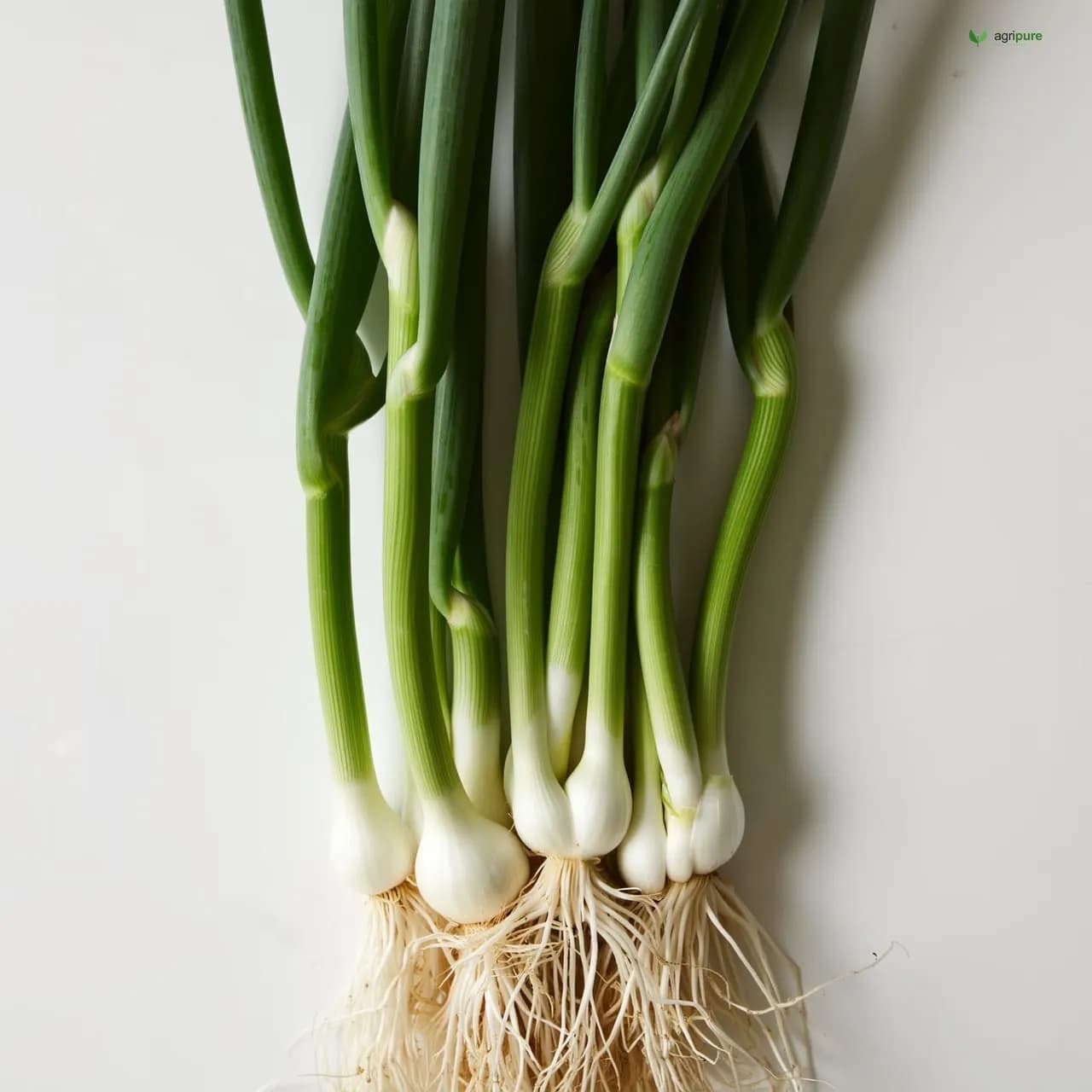 Spring Onion (Allium fistulosum)