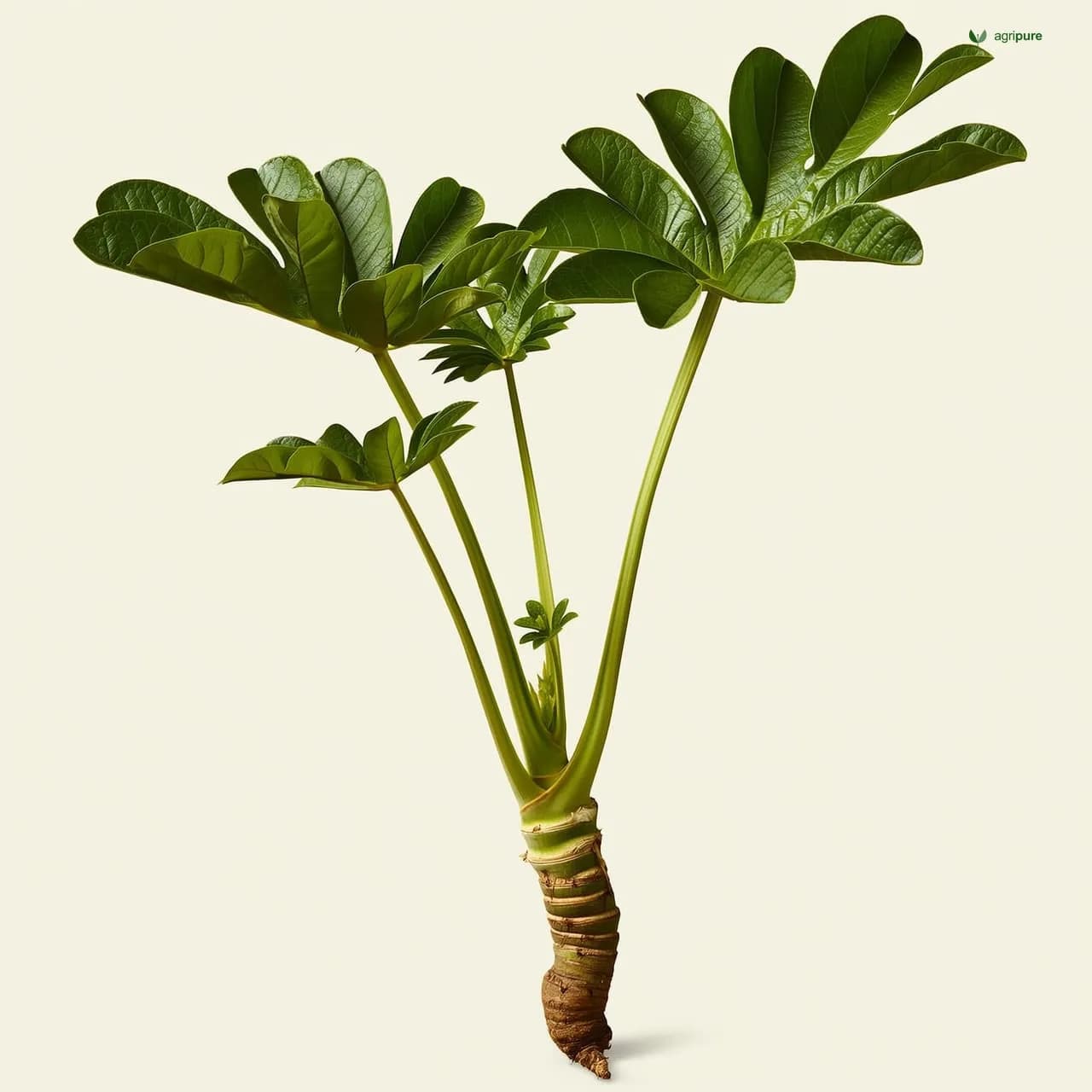 Cassava (Manihot esculenta)
