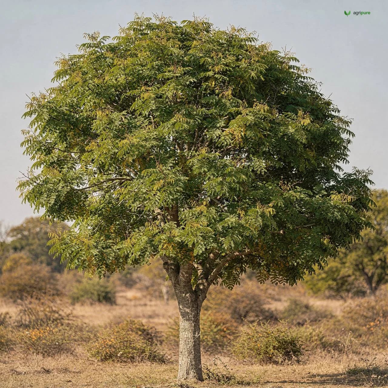 guava-allahabad-safeda
