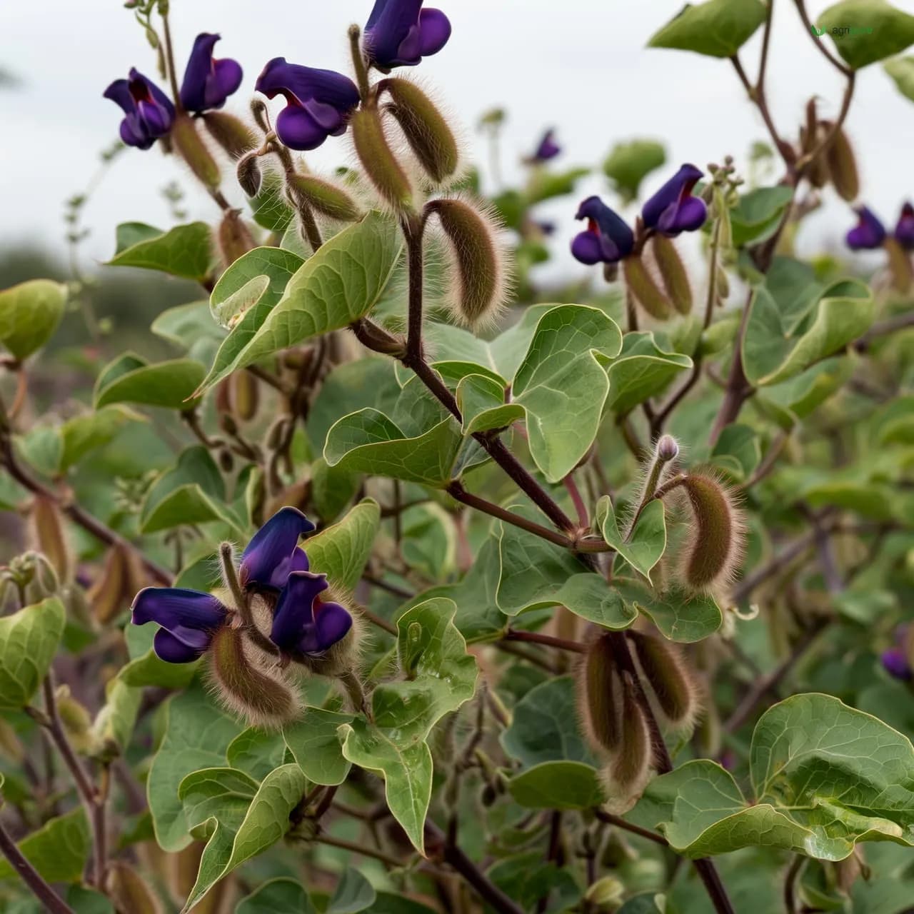Velvet Bean (Mucuna pruriens)