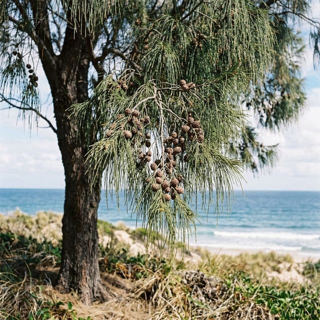 Casuarina she-oak (Casuarina equisetifolia)