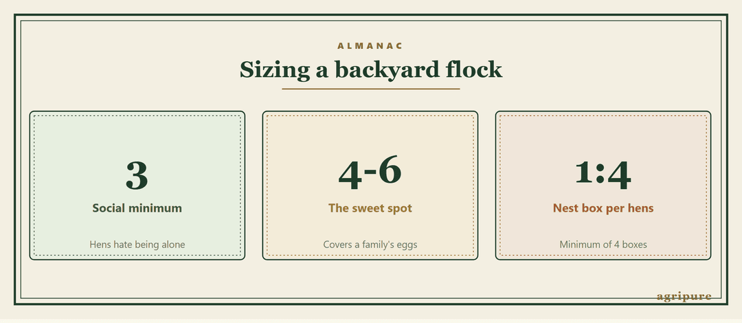 Backyard flock numbers: 3 hens is the social minimum, 4 to 6 suits a family, and you need 1 nest box for every 4 birds