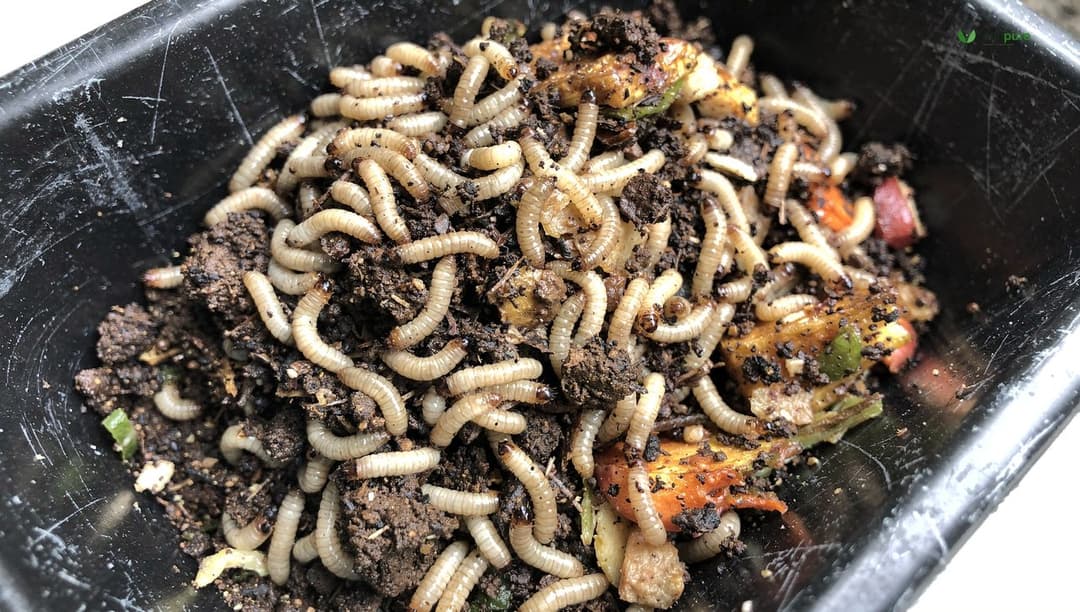 A close view of a dense mass of pale black soldier fly larvae working through dark, moist kitchen scraps and coffee grounds in a composting tray