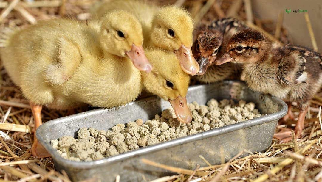 A few yellow ducklings and brown chicks sharing a low trough feeder of crumble on straw bedding in a warm brooder, ducklings noticeably larger than the chicks
