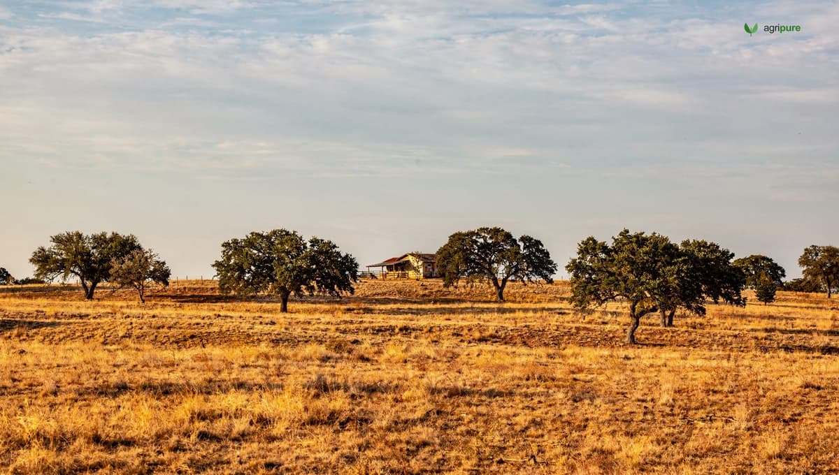 A wide Texas rural landscape with dry grassland, scattered oaks, and a distant ranch under a vast sky