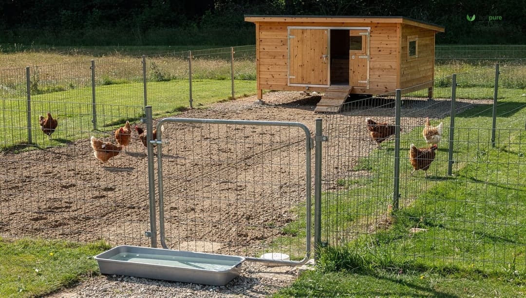 A clean fenced chicken run with a disinfectant footbath at the gate and free-range hens, kept separate from a wild treeline for biosecurity