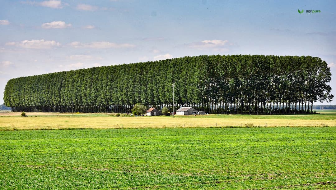 A long row of tall trees forming a shelterbelt windbreak protecting a green field and a farmstead on the plains
