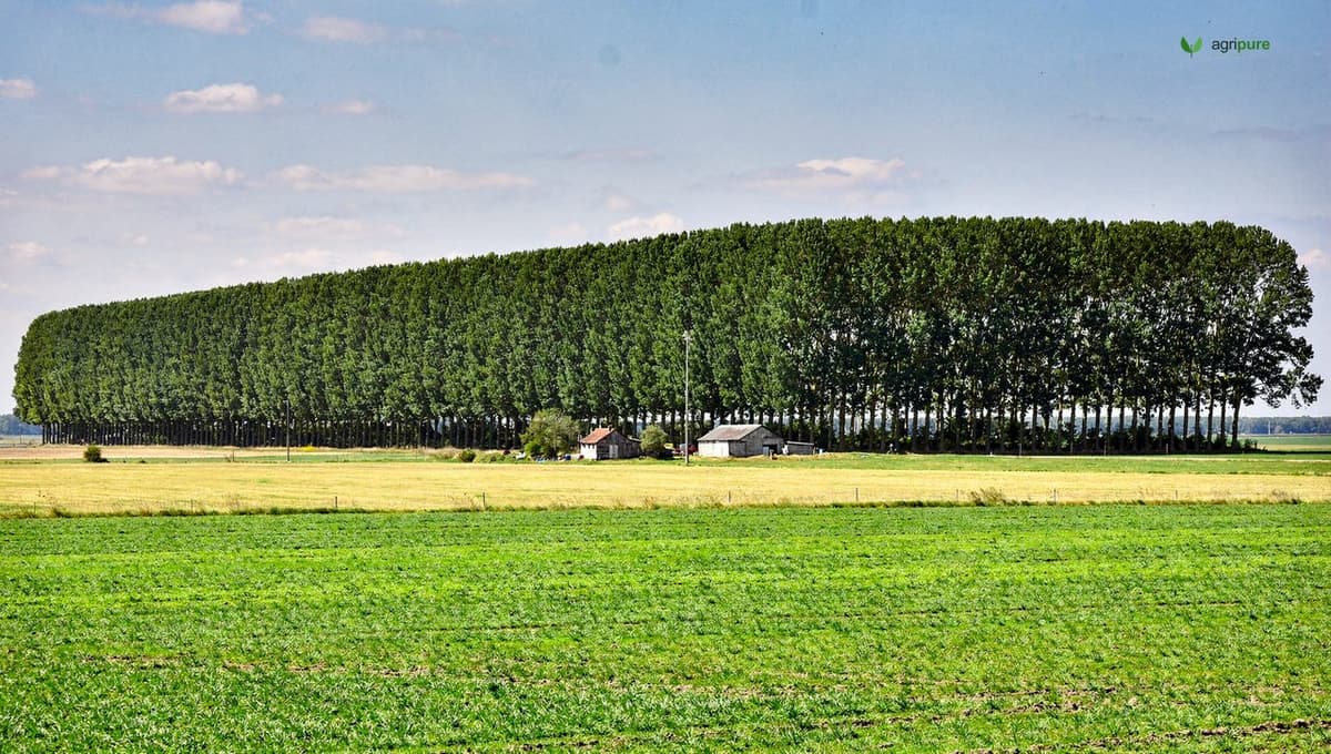 A long row of tall trees forming a shelterbelt windbreak protecting a green field and a farmstead on the plains