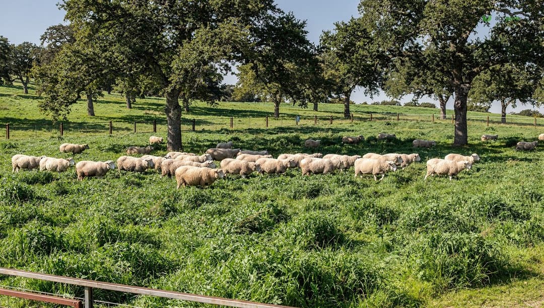 Sheep rotationally grazing lush forage beneath evenly spaced shade trees in a silvopasture paddock