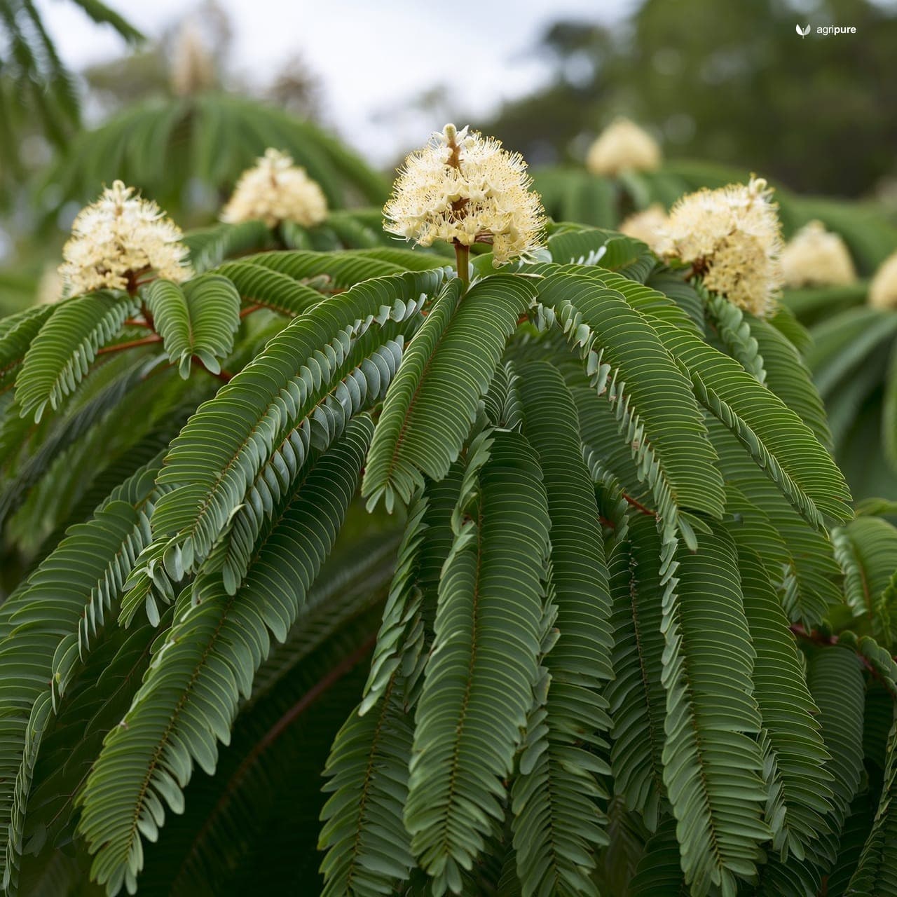 Siris (Albizia lebbeck)