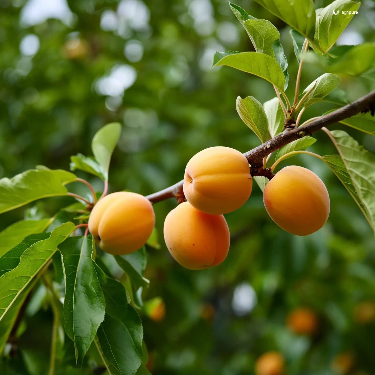 apricot-shakarpara