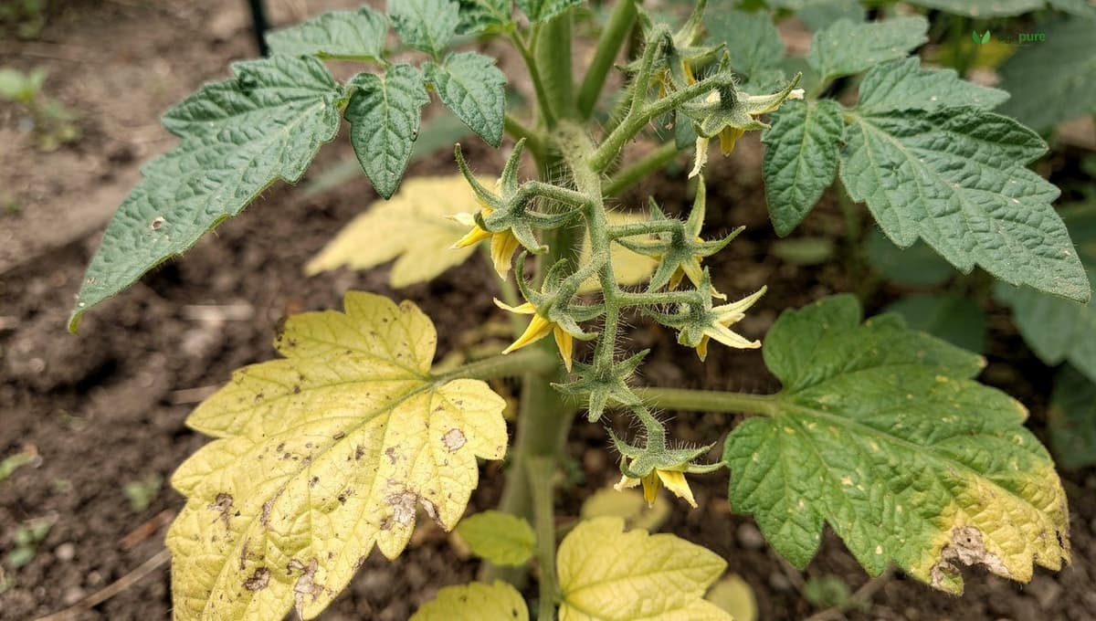 A close view of a tomato plant with some lower leaves yellowing and clusters of yellow flowers, illustrating common beginner troubleshooting questions