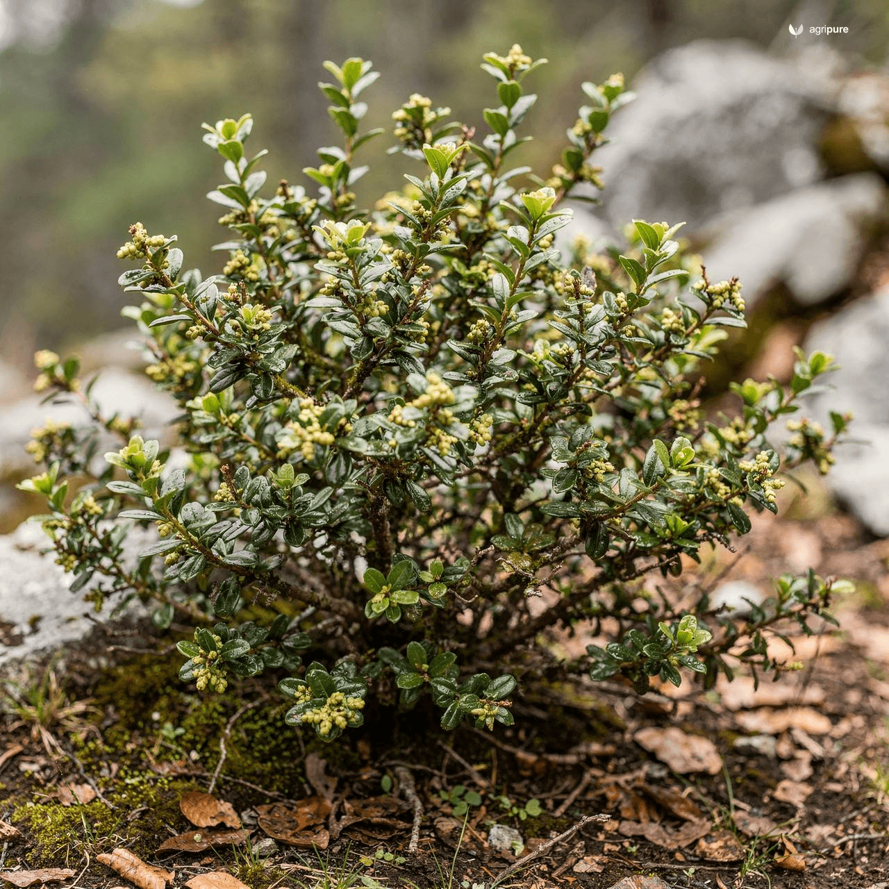 Himalayan Box (Buxus wallichiana)