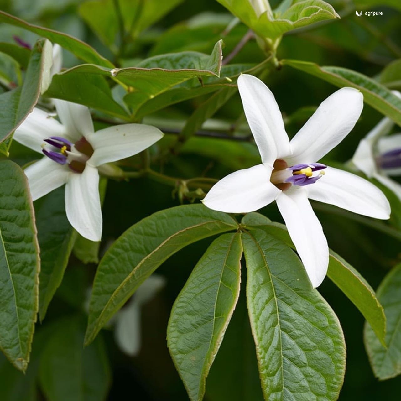 Caper Bush (Capparis spinosa)