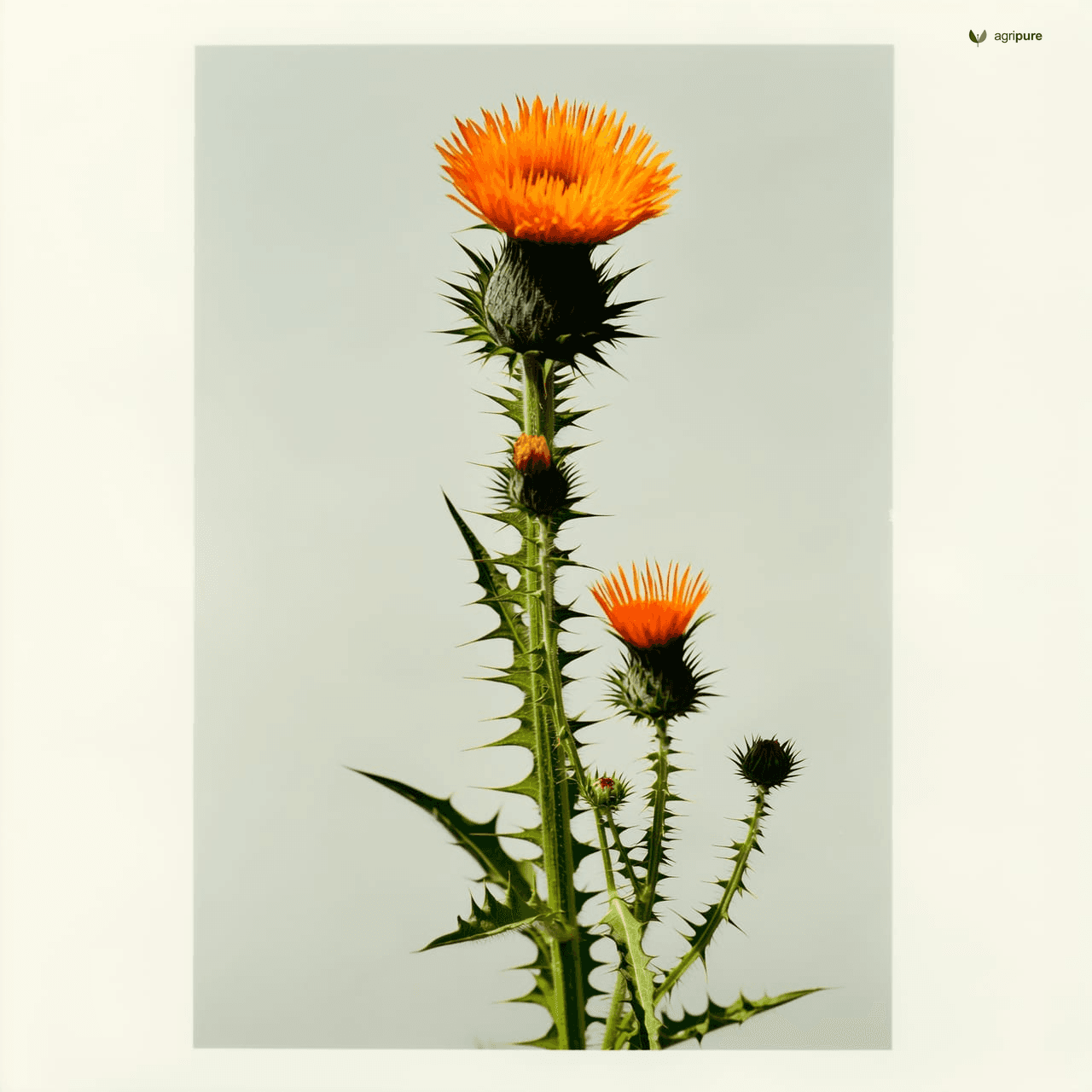 Safflower (Carthamus tinctorius)