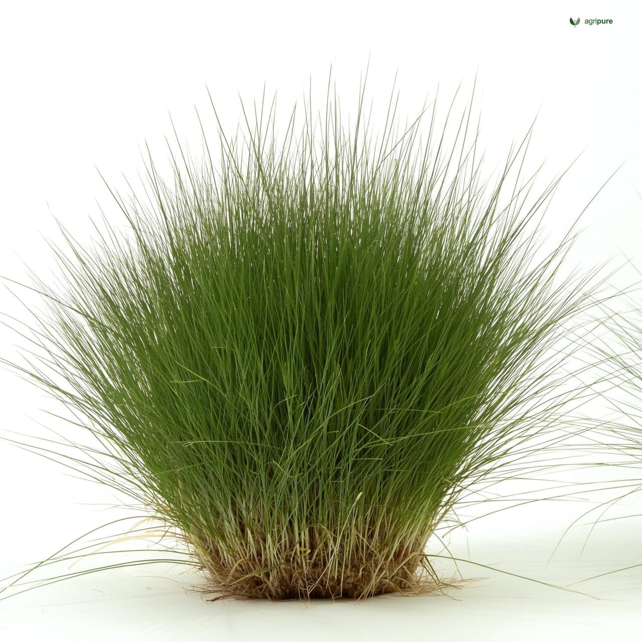 Vetiver (Chrysopogon zizanioides)