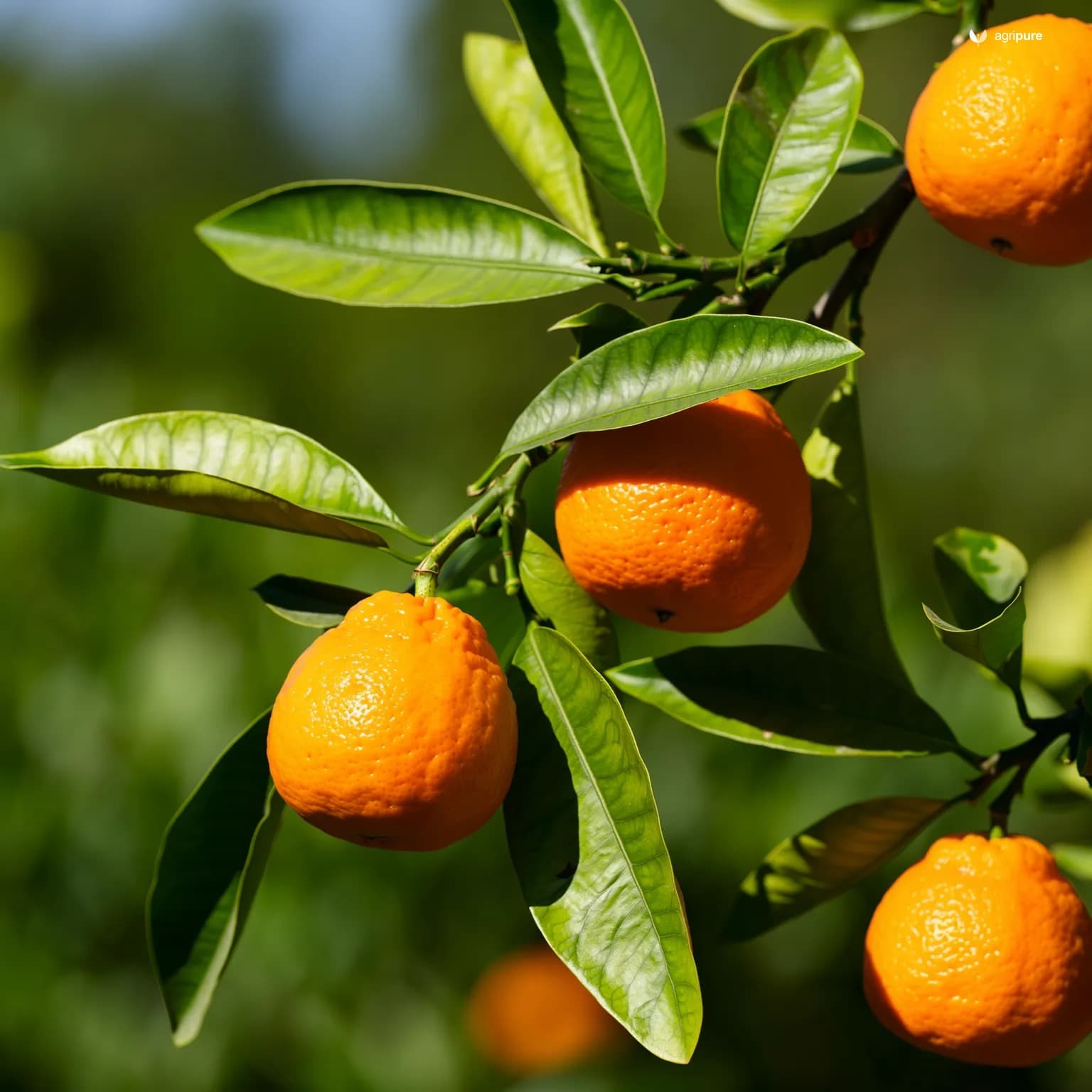 citrus-bitter-orange