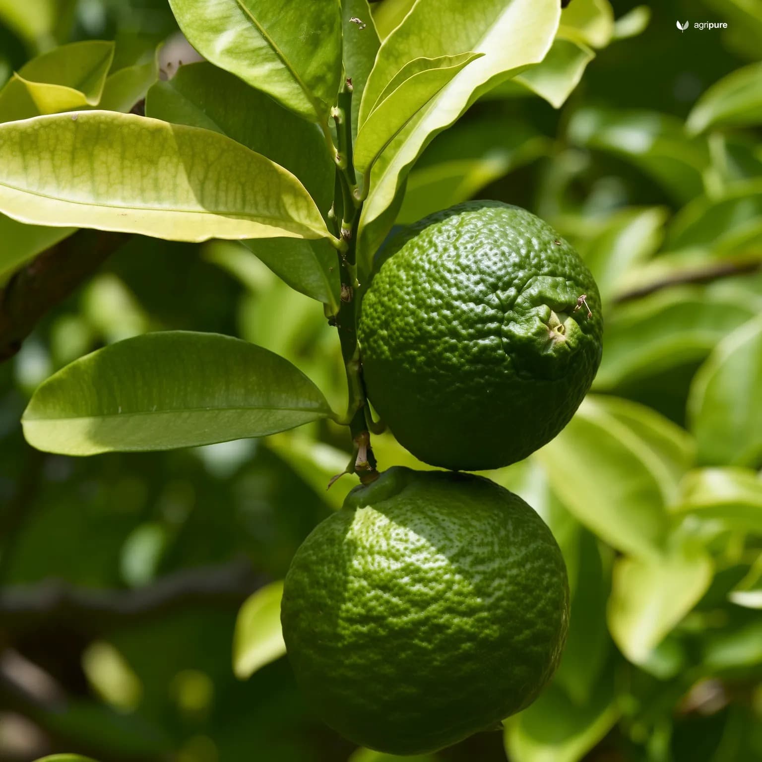 citrus-lime-persian