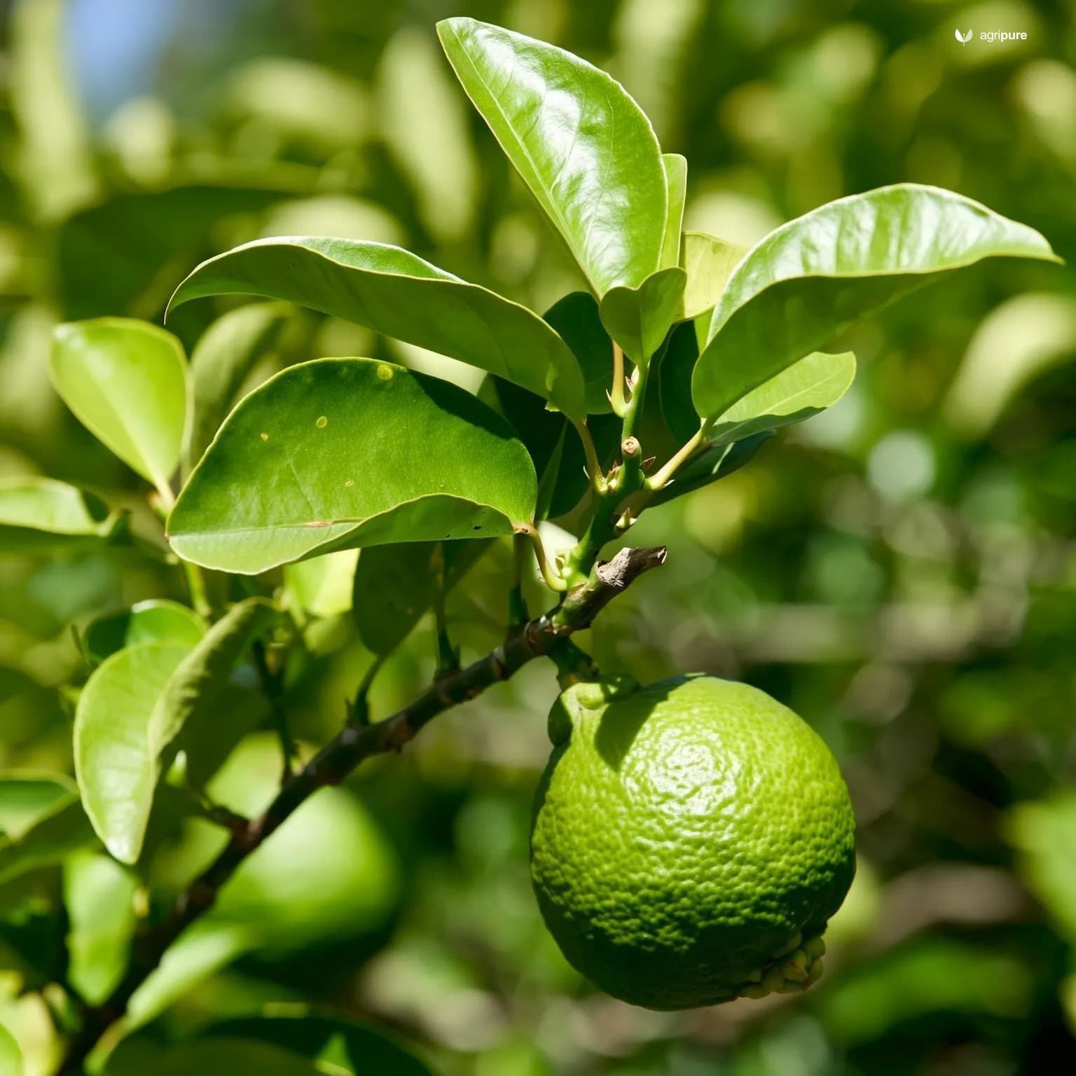 citrus-sweet-lime-mosambi-seedless