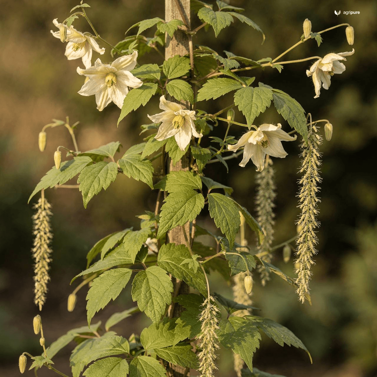 Himalayan Clematis (Snow Creeper) (Clematis buchananiana)