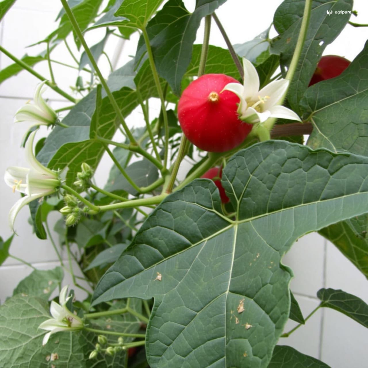 Ivy Gourd (Coccinia grandis)