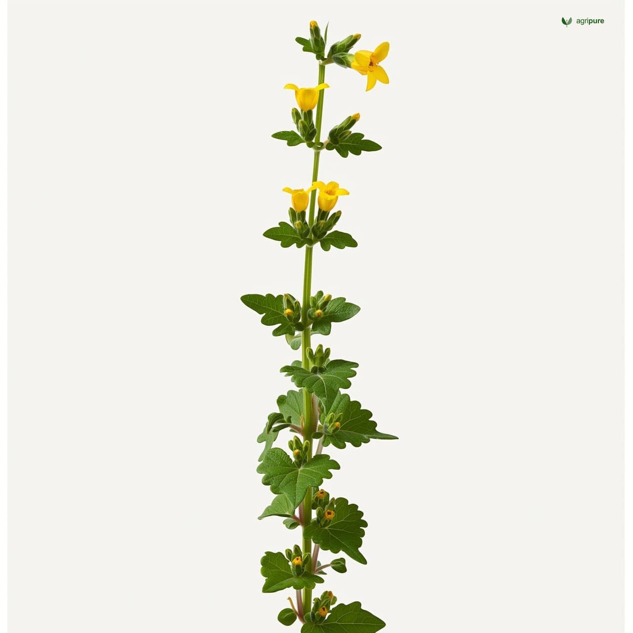 Jute Mallow (Corchorus olitorius)