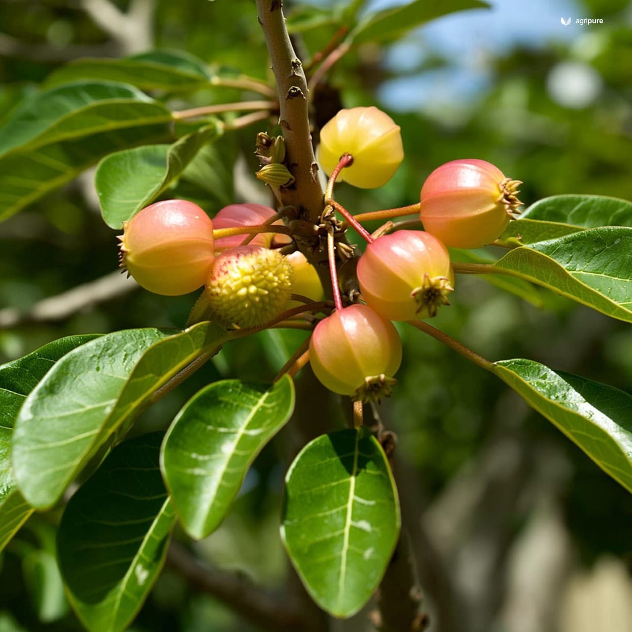 Glue Berry (Cordia dichotoma)