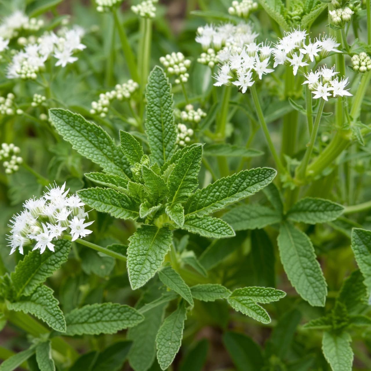 Coriander (Coriandrum sativum)