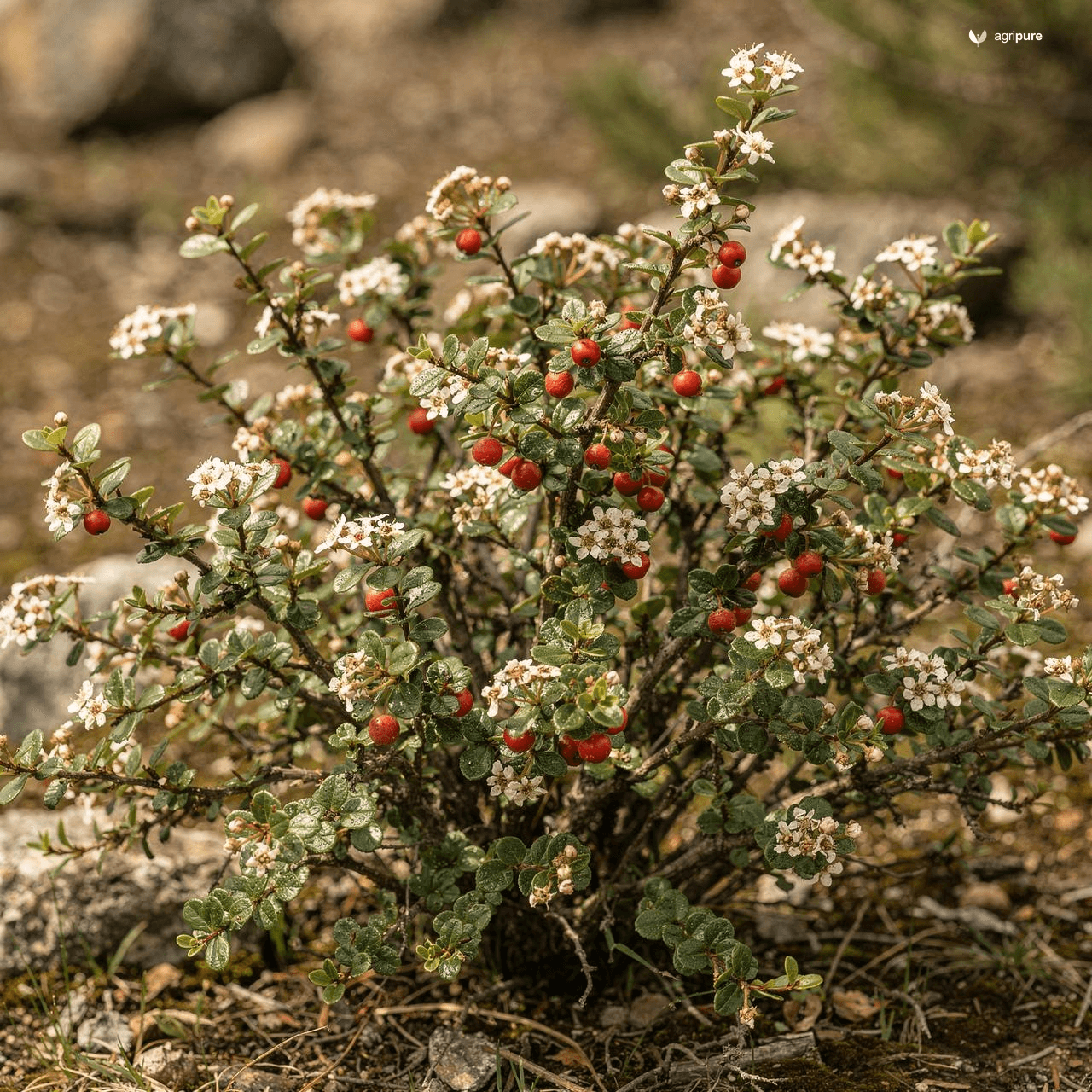 Roundleaf Cotoneaster (Cotoneaster nummularius)