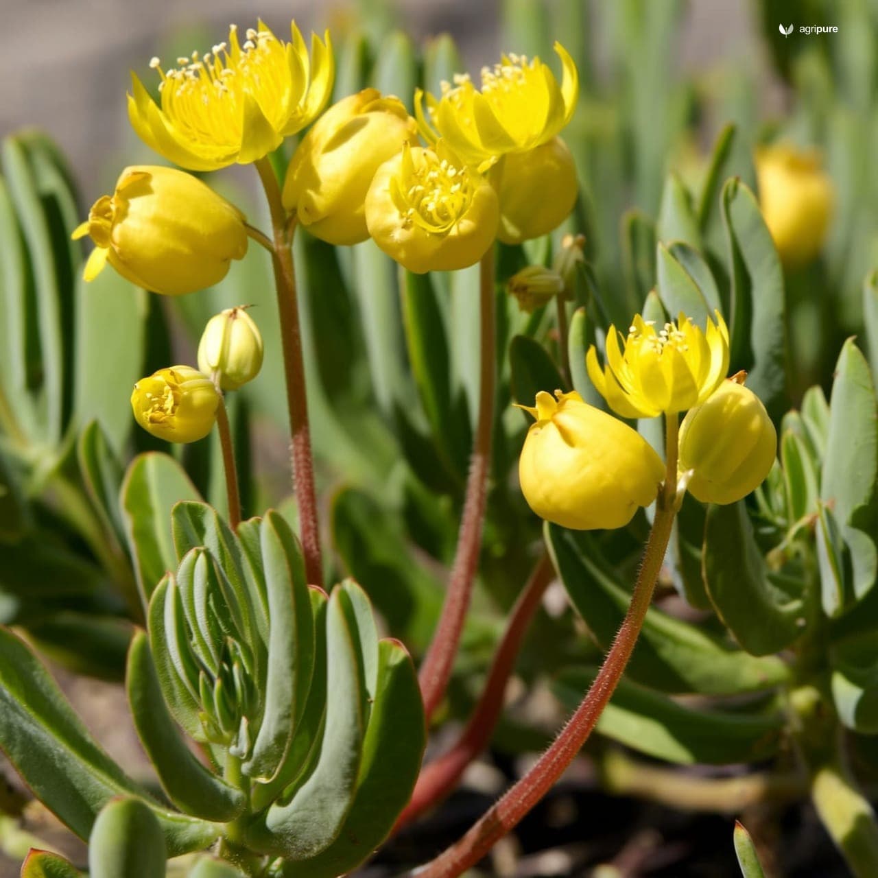 Trefoil Rattlepod (Crotalaria medicaginea)