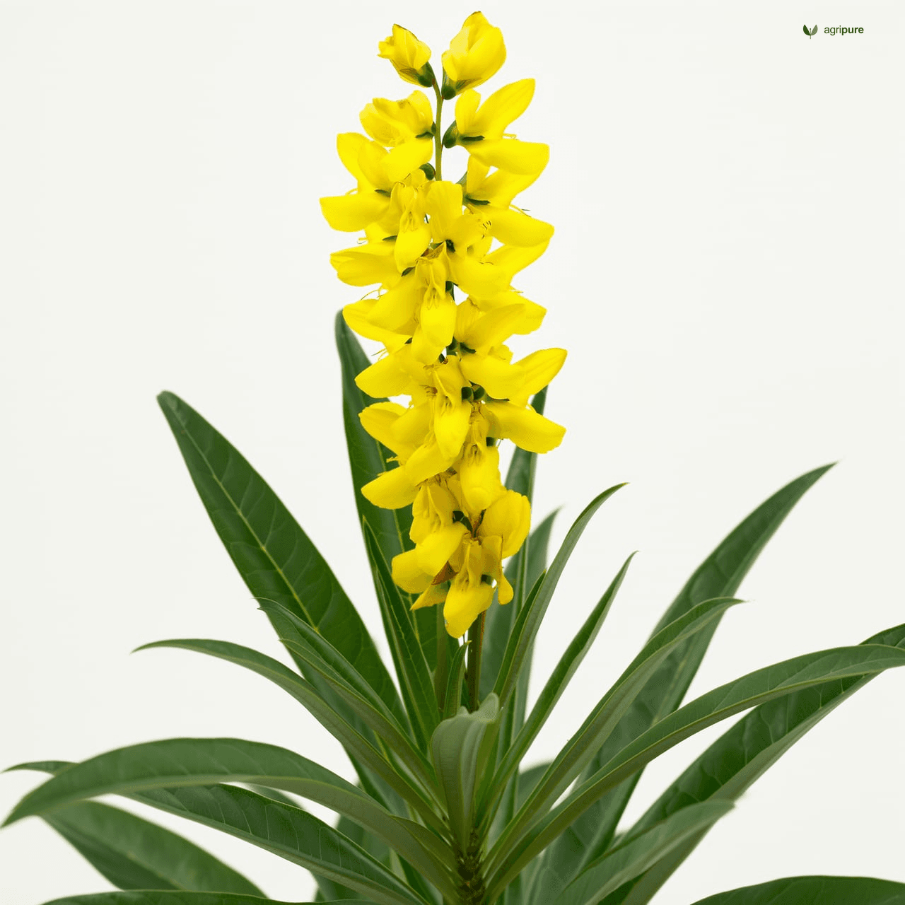 Showy Crotalaria (Crotalaria spectabilis)