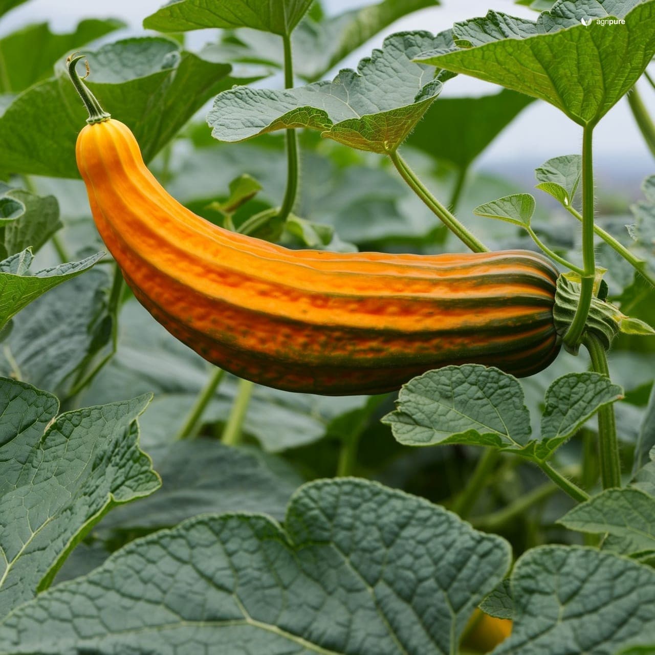 Pumpkin (Cucurbita moschata)