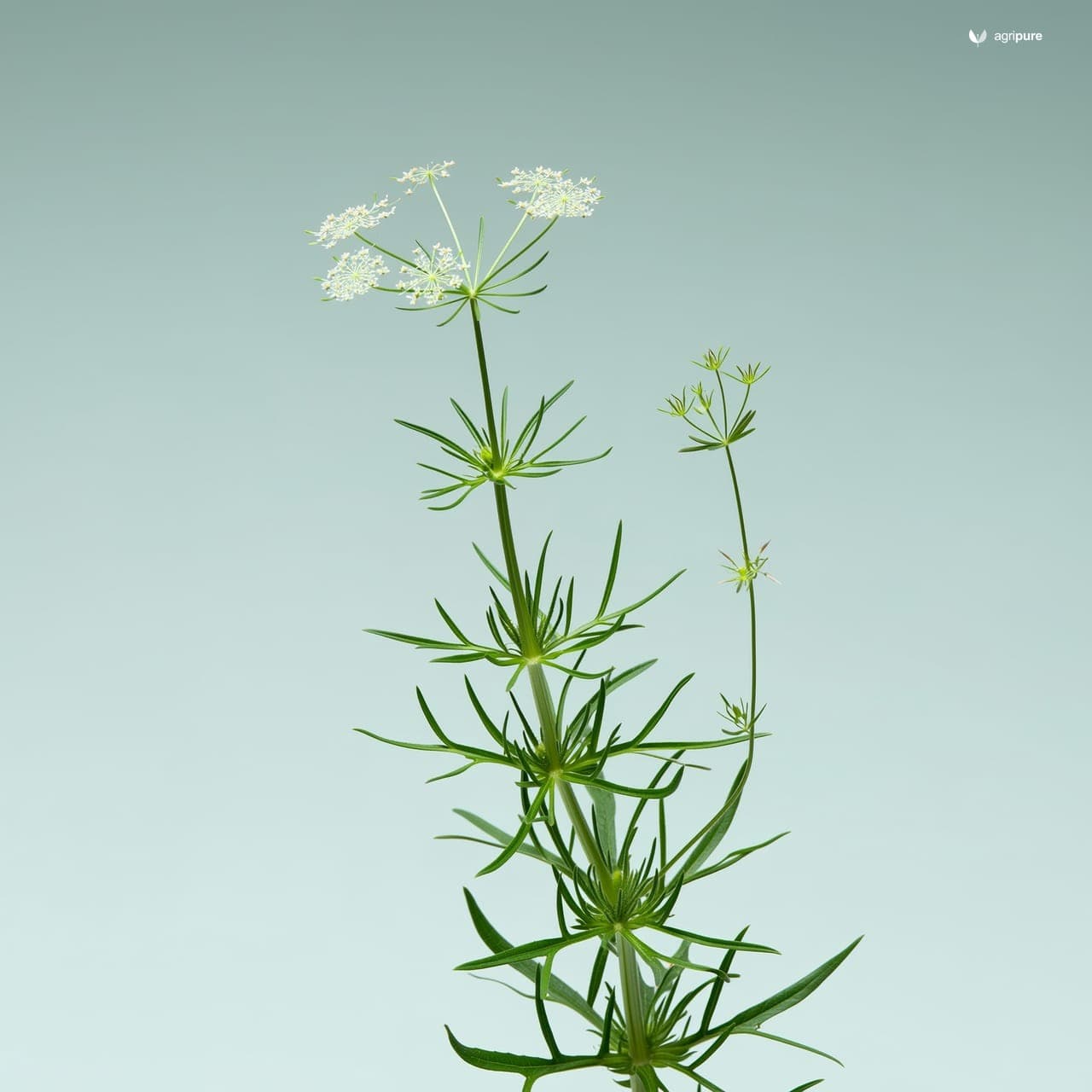 Cumin (Cuminum cyminum)