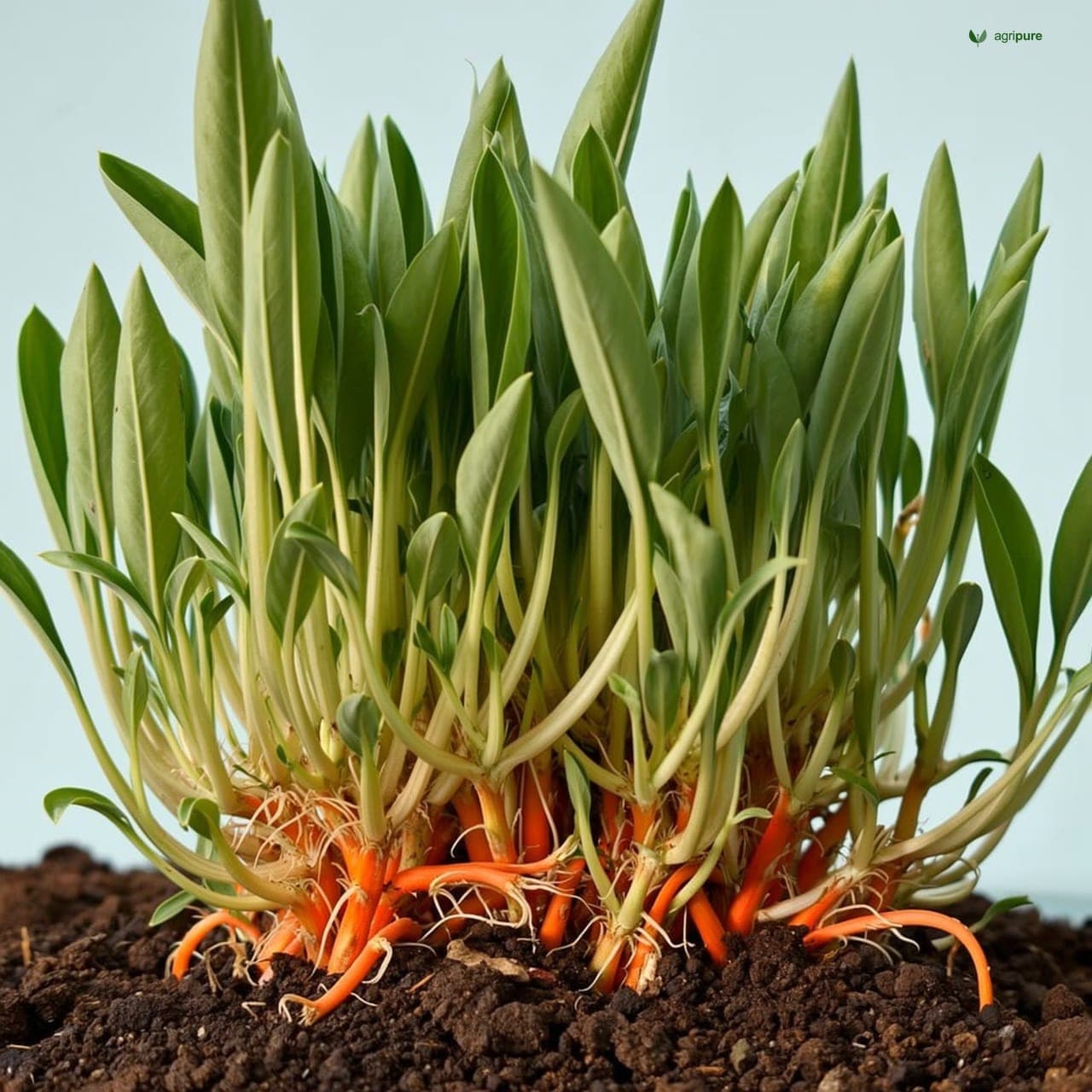 Turmeric (Curcuma longa)