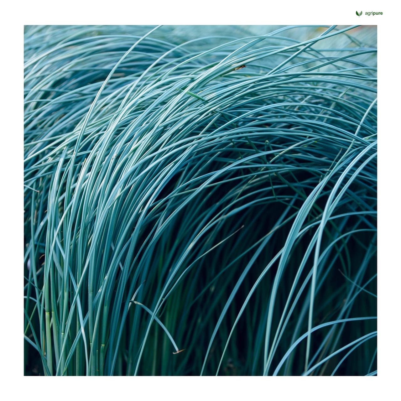 Lemongrass (Cymbopogon citratus)
