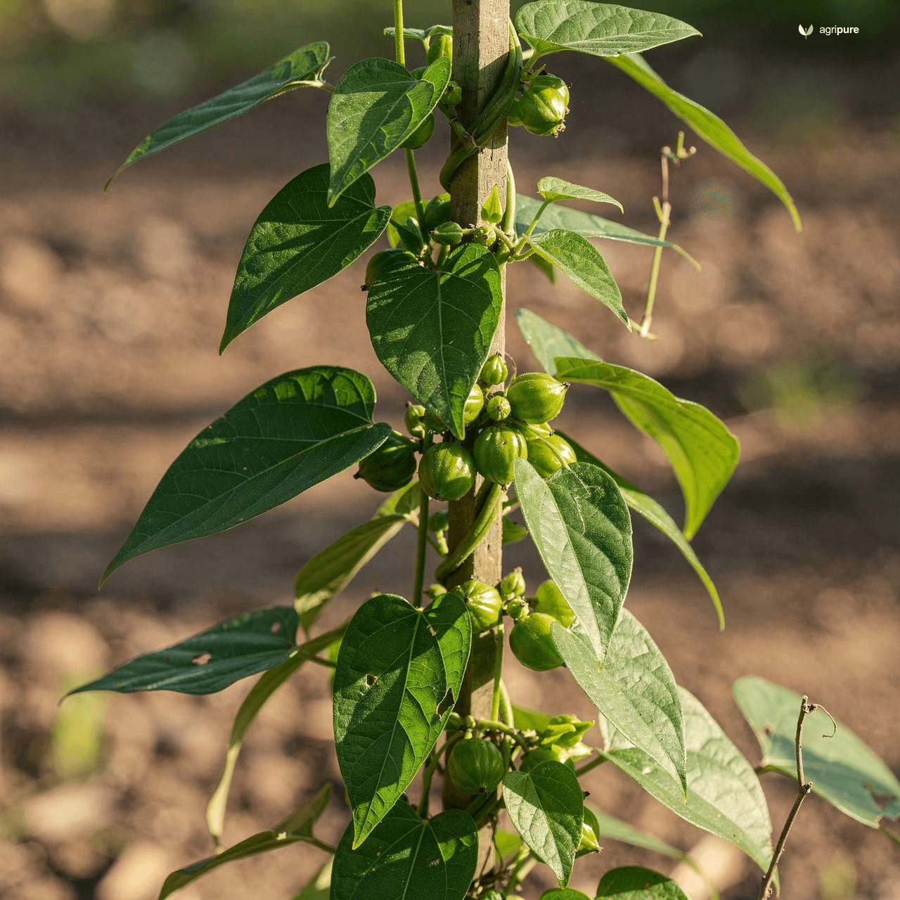 Stranglewort (Soldier Vine) (Cynanchum acutum)