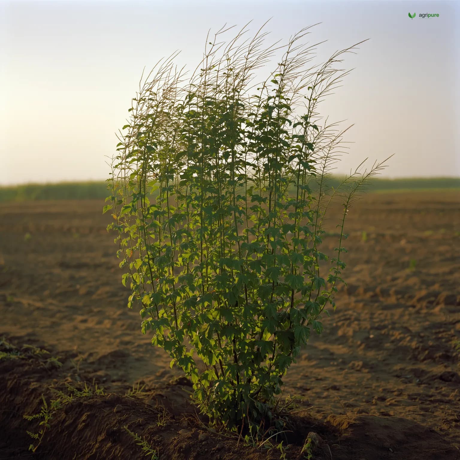 dalbergia-sissoo