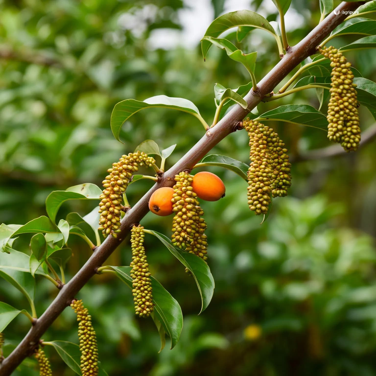 date-palm-dhakki